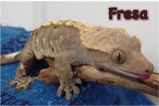 Fresa.jpg
