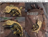 mellowords.jpg