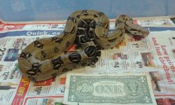 anery female 100% het albino.jpg