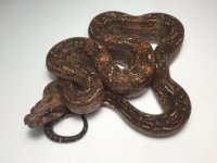 leopardboa.jpg