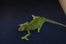 DSC_0171.jpg