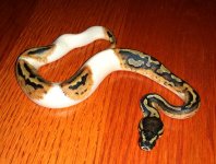 Female Pied 2 Nov 28 2015.jpg