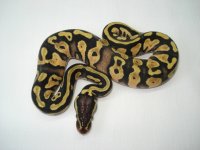 YELLOWBELLY.jpg