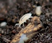 t tomentosa zoomed.JPG