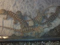 2015-11-15_18-46-28_465.jpg