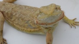 DSC00501.jpg