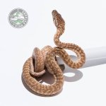super caramel zebra male.jpg