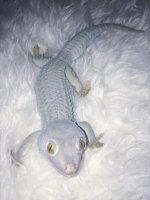 patternless male.jpg
