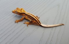 20160507_205814.jpg 20160507_205814.jpg