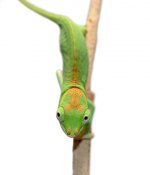 Petteri Male Baby - Canvas Chameleons (6).jpg