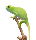 Petteri Male Baby - Canvas Chameleons (3).jpg