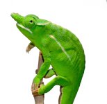 Petteri Male Adult - Canvas Chameleons (2).jpg