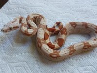 Female Tglow VPI 004.jpg