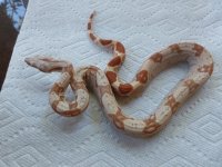 Female Tglow VPI 001.jpg