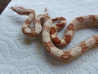Female Tglow VPI 002.jpg