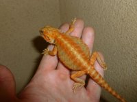 Female Phantom Stripe 004.jpg