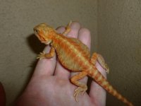 Female Phantom Stripe 005.jpg