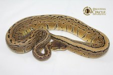 15TrickPinstripeF1-530g.jpg