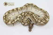 15BambooM63-520g.jpg