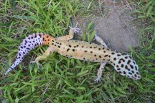 8-9 Reptiles 230.jpg