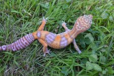 8-9 Reptiles 206.jpg
