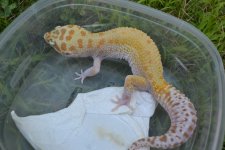 8-9 Reptiles 241.jpg