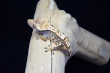 DSC_0024.jpg