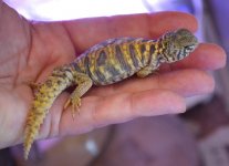 DSC_0151.jpg