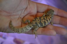 DSC_0154.jpg