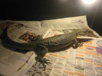 10 park pets 068.jpg