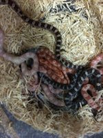 corn snakes.jpg