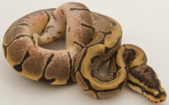 66% het Albino Spider Male 2.jpg