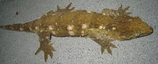 dark morph male.jpg