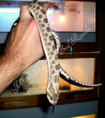 hognose9.jpg