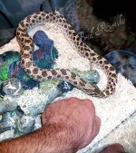 hognose10.jpg