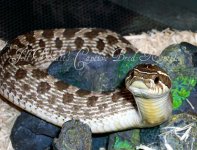 hognose11.jpg