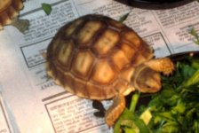 sulcata1.jpg
