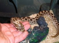 hognose12.jpg
