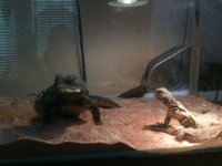 lizards.jpg
