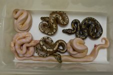 Albino-Spider-Clutch.jpg