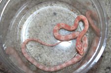 Levicolours.jpg
