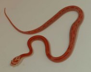 corn stripe 2.jpg