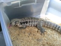 argentine blue tegu female.jpg