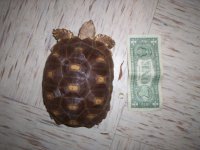 wally7.1.2010 dollar.jpg