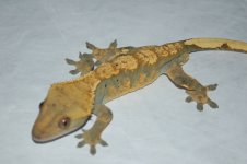 DSC_1107.jpg
