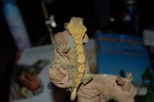 DSC_1106.jpg