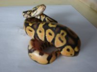 Pastel 1.jpg