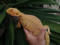 MaleOrangeHypo2.jpg