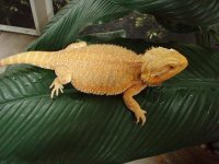 FemaleOrangeHypo1.jpg