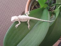 hatchling4.jpg